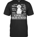 The Anatomy Of A Golden Retriever